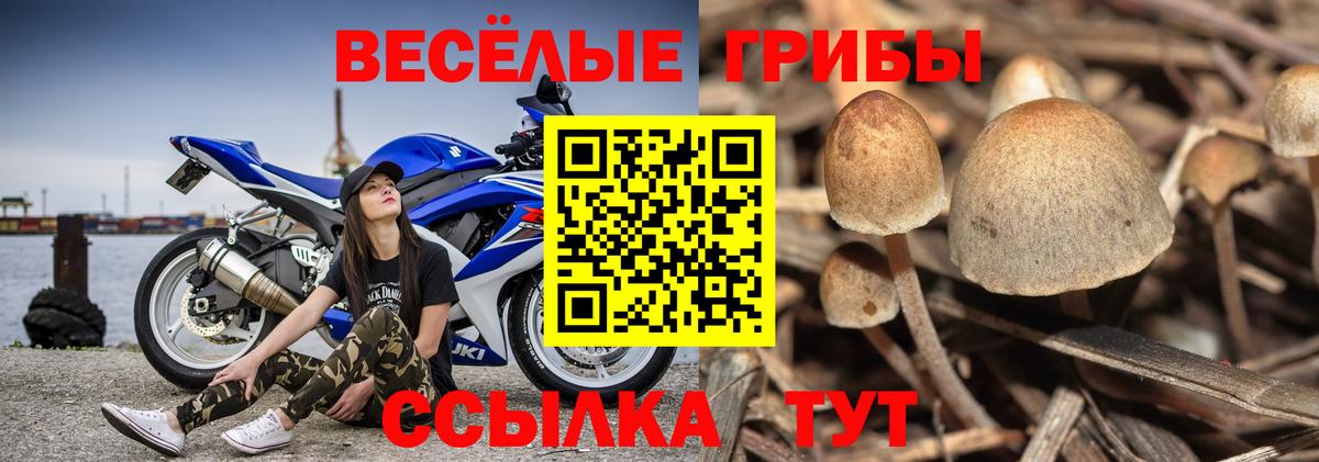 Учалы  Галлюциногенные грибы Psilocybe  хочу   Вход с VPN 